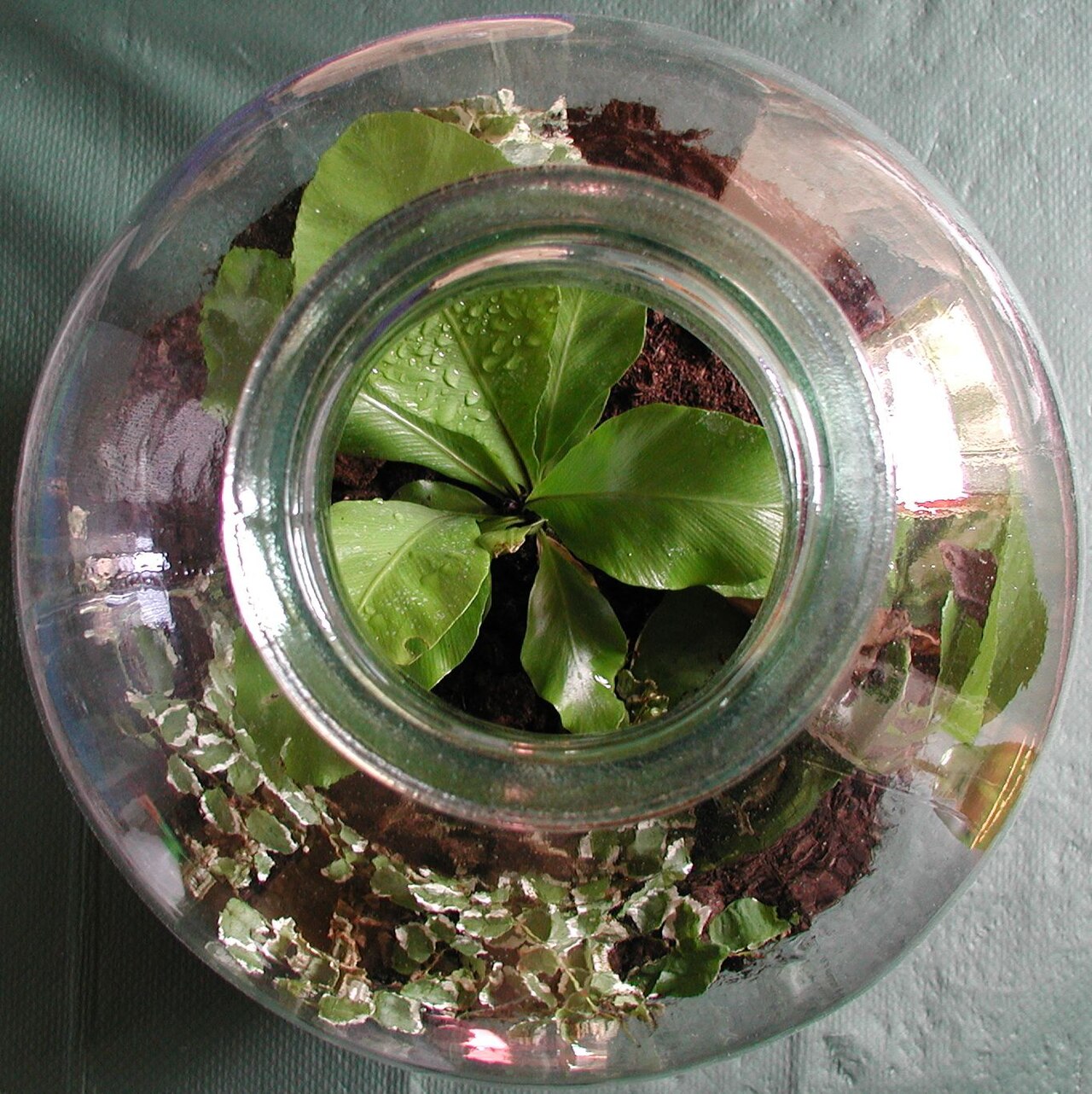 A real closed bottle garden seen from above: green plants growing inside a sealed glass bottle, with condensation droplets visible on the leaves